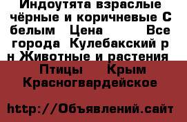 Индоутята взраслые чёрные и коричневые С белым › Цена ­ 450 - Все города, Кулебакский р-н Животные и растения » Птицы   . Крым,Красногвардейское